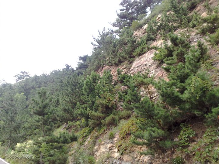 大连滨海西路-森林动物园观光20100821218