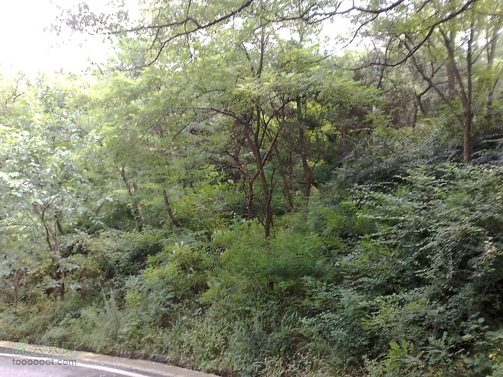 大连滨海西路-森林动物园观光20100821246