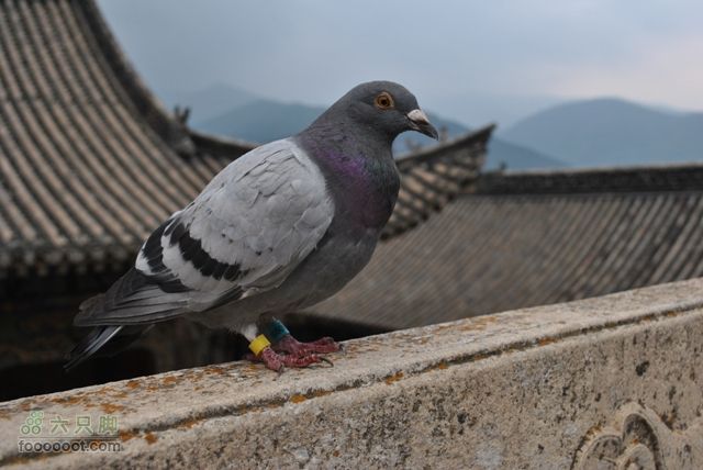 镇海寺、龙泉寺、南山寺DSC_0549
