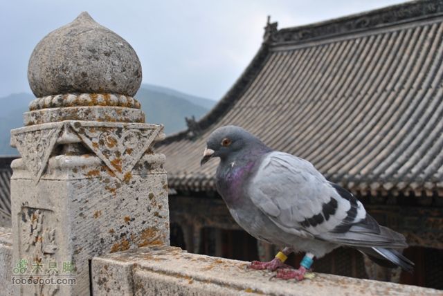 镇海寺、龙泉寺、南山寺DSC_0548