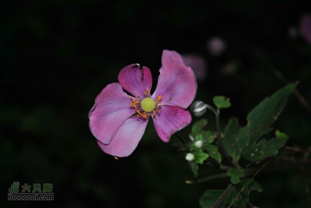 张家界之武陵源2DSC_0570