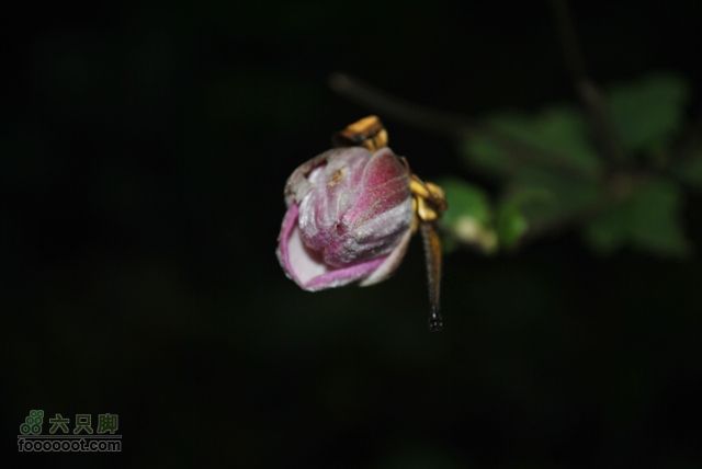 张家界之武陵源2DSC_0573