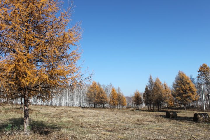 2011年十一呼伦贝尔游IMG_2928