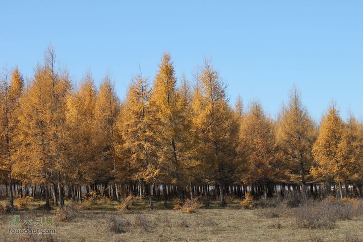 2011年十一呼伦贝尔游IMG_2972