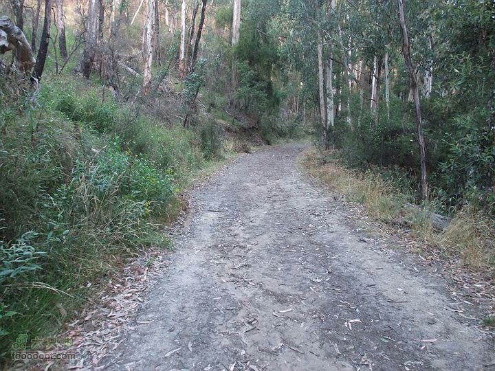 骑行大洋路 - 1 前往“阿兰维尔磨房”宿营地（The road to Allenvale Mill Campground）