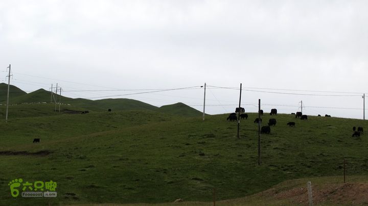 甘南行第二日-岷县-碌曲IMG_4472