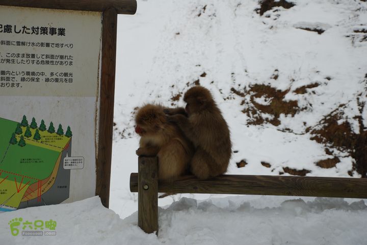 长野、轻井泽、野泽、白马滑雪之旅DSC_0829
