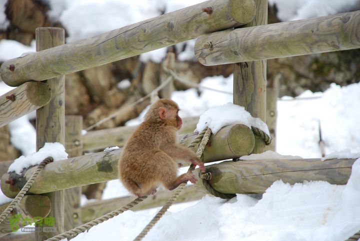 长野、轻井泽、野泽、白马滑雪之旅DSC_0909