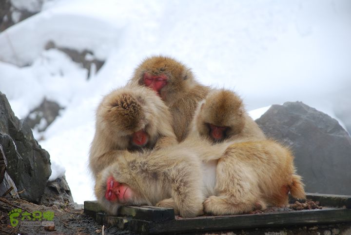 长野、轻井泽、野泽、白马滑雪之旅DSC_0910