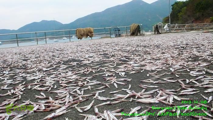 2013 12 08 黃毛應、北潭涌、糧船灣、破邊洲P1590621