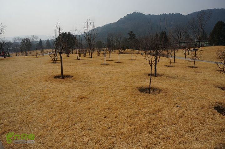 140309 再走西北旺 八大处3888 植物园