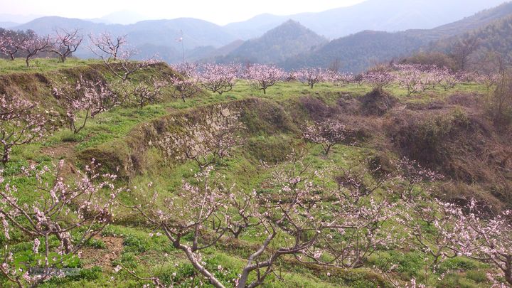 2015,03,29大堰-荷东-石井-西畈-大堰27上坑村