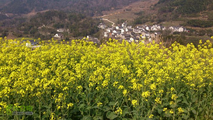 2015,03,29大堰-荷东-石井-西畈-大堰29西畈村