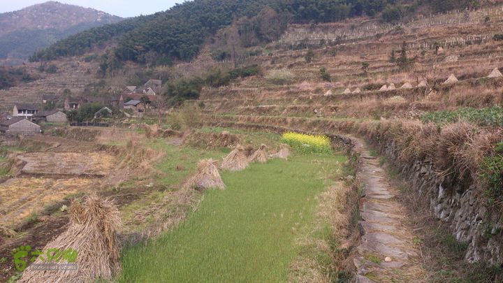 2015,03,29大堰-荷东-石井-西畈-大堰34南坑岙村