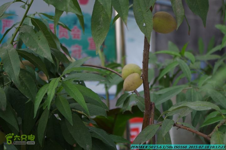 20150718-龙虎峡：仙人桥-老虎潭电站-五甲-严关IMGP8657