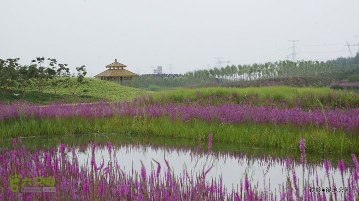 铁岭湿地公园DSC00230
