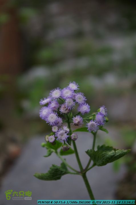 20151114-大圩熊村IMGP0386